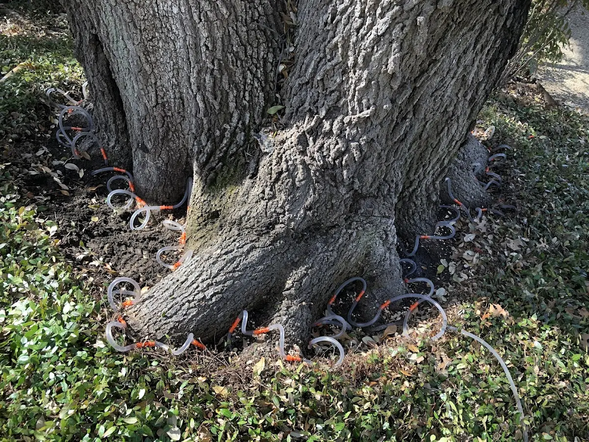 Detailed Tree Cabling and Bracing job site in Battletown
